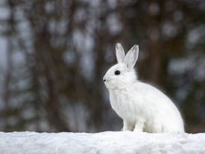 snow hare