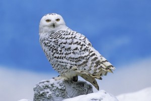 Snowy Owl (Nyctea scandiaca)